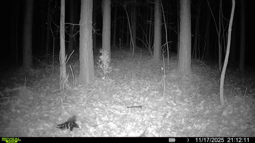 Alleghanian Spotted Skunk observed by mickeymims