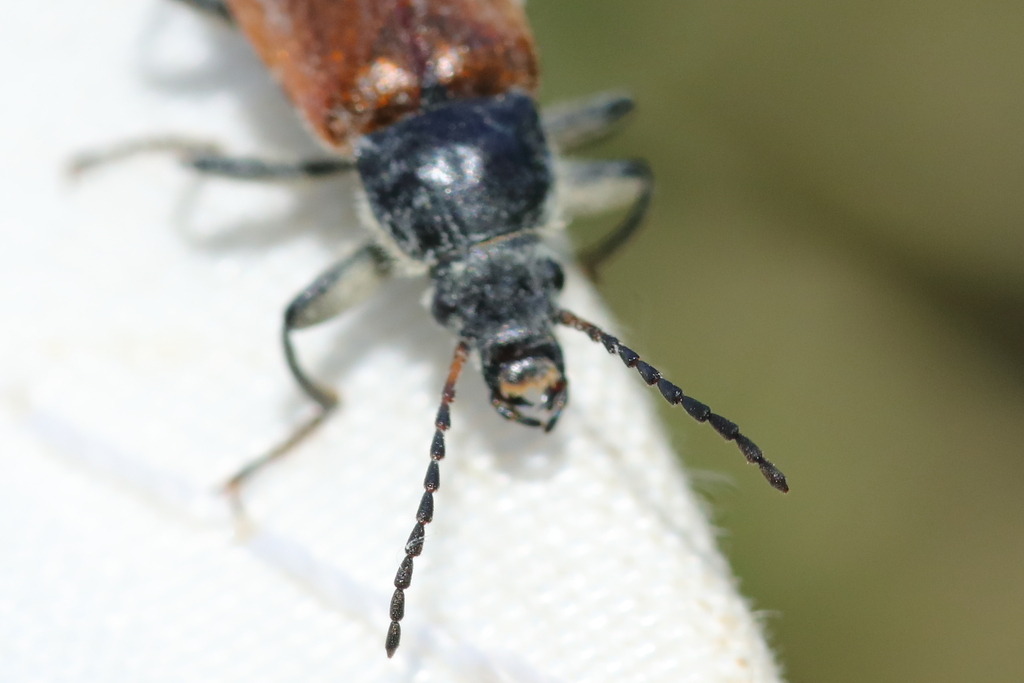 Megischia curvipes