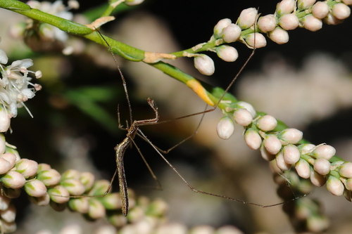 Rhomphaea rostrata