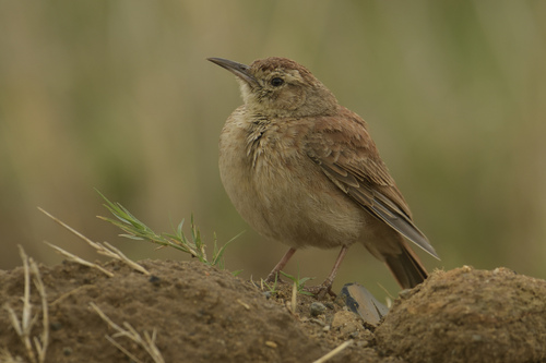 iNaturalist image