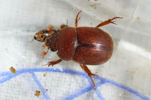 Ochodaeus chrysomeloides