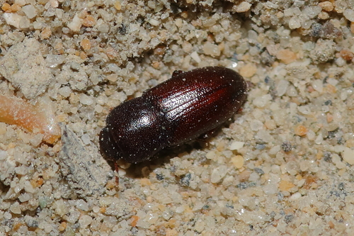 Phtora crenata