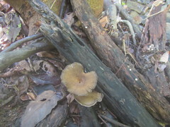 Pleurotus tuber-regium