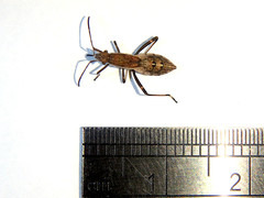 Melanacanthus