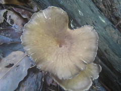 Pleurotus tuber-regium