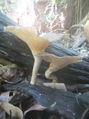 Pleurotus tuber-regium