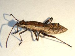 Melanacanthus