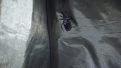 Triatoma longipennis