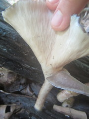 Pleurotus tuber-regium
