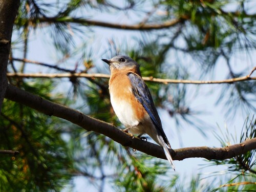 Eastern Bluebird