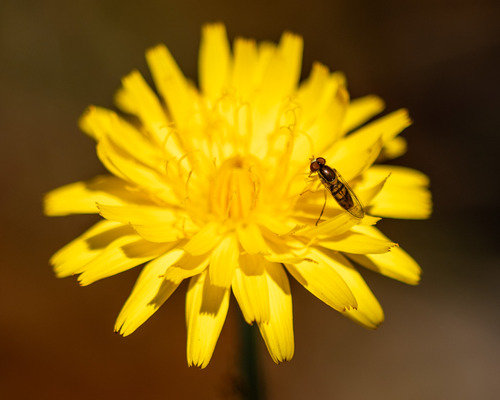 Unknown species found near Tucker, GA 30084, USA