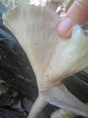 Pleurotus tuber-regium