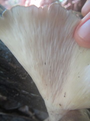 Pleurotus tuber-regium