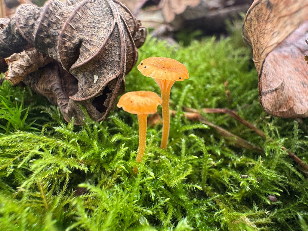 Rickenella fibula