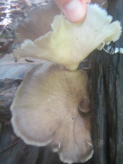 Pleurotus tuber-regium