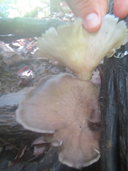Pleurotus tuber-regium