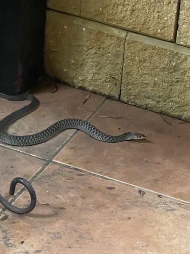 Common keelback sighting