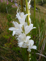 Dierama argyreum