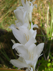Dierama argyreum