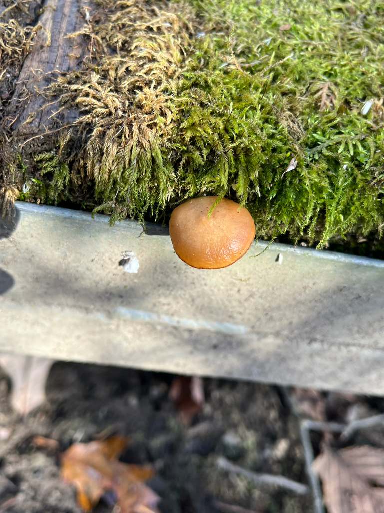 Galerina marginata