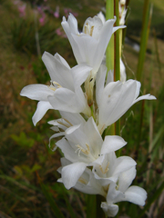 Dierama argyreum