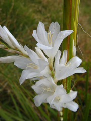 Dierama argyreum