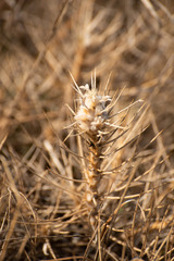 Astragalus arnacantha