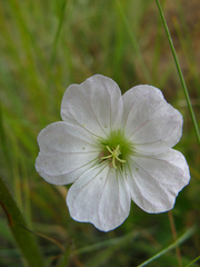 Geranium schlechteri