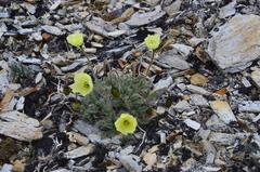 Papaver calcareum