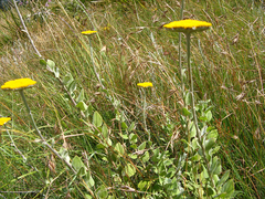 Helichrysum umbraculigerum