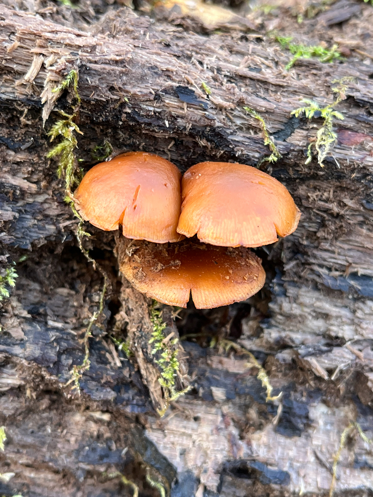 Galerina marginata · November 2025 · photo: © joeylikesbirds (iNaturalist, cc-by)