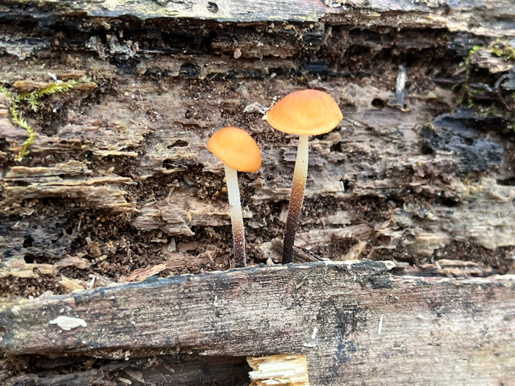 Rhizomarasmius pyrrhocephalus · November 2025 · photo: © joeylikesbirds (iNaturalist, cc-by)