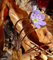 Hepatica americana