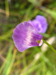Utricularia livida