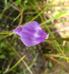Utricularia livida