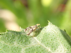 Spathulina acroleuca