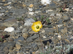 Papaver calcareum