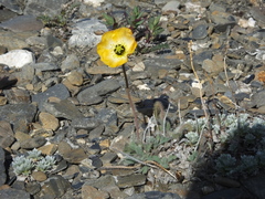 Papaver calcareum