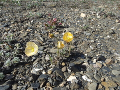 Papaver calcareum