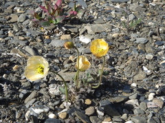Papaver calcareum