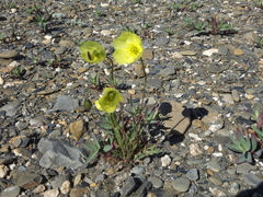 Papaver calcareum
