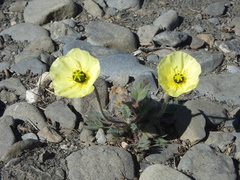 Papaver calcareum