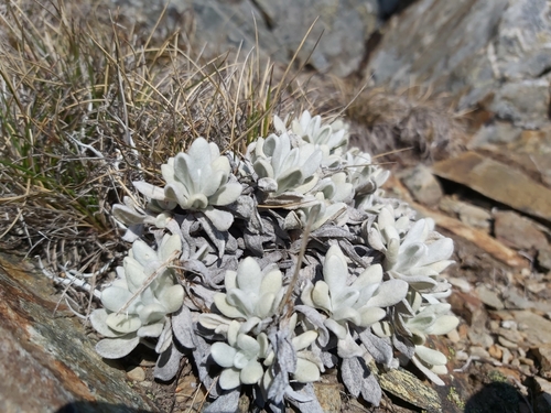 Image of Leucochrysum alpinum by (c) Tim, some rights reserved (CC BY)
