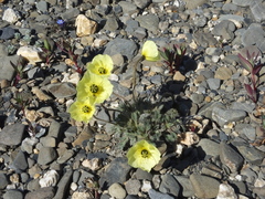 Papaver calcareum