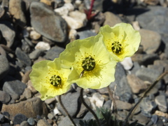 Papaver calcareum