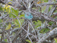 Thraupis glaucocolpa