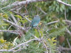 Thraupis glaucocolpa