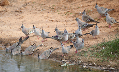 Crested Pigeon