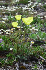 Papaver chionophilum