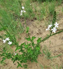 Priva flabelliformis